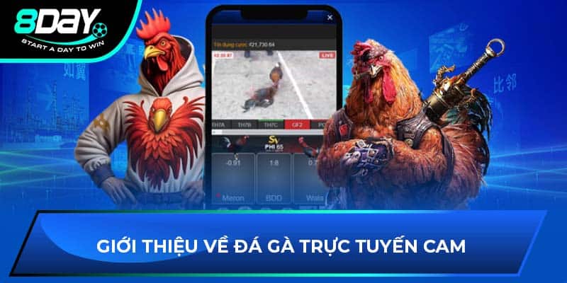 Giới thiệu về đá gà trực tuyến cam